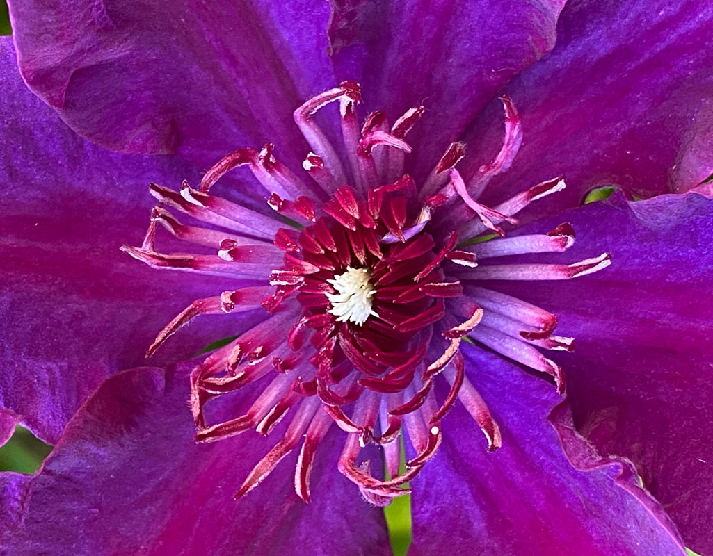 Le-mie-clematidi_0000_IMG_2114