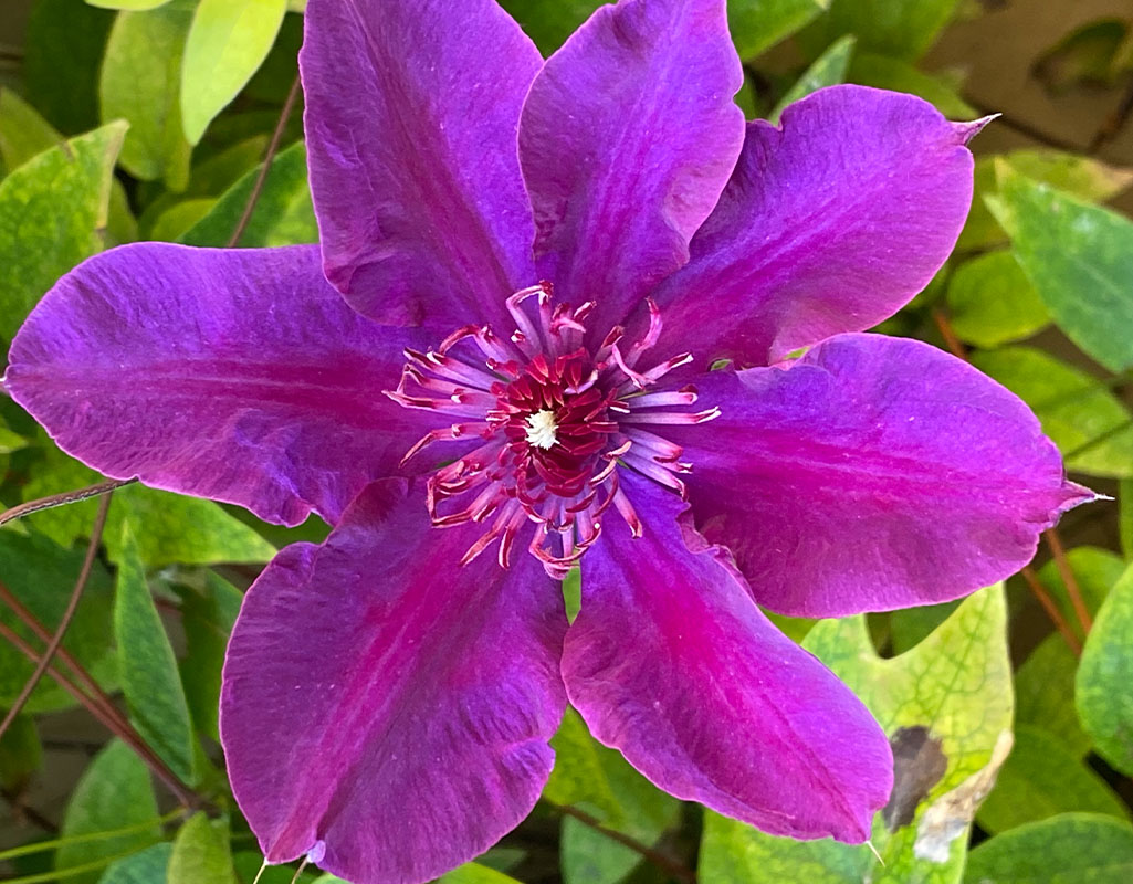 Le-mie-clematidi_0001_IMG_2111