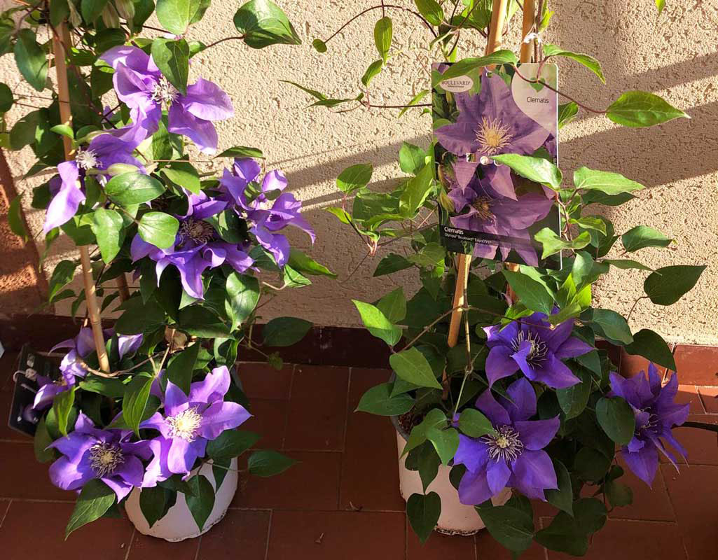 Le-mie-clematidi_0002_Sfondo