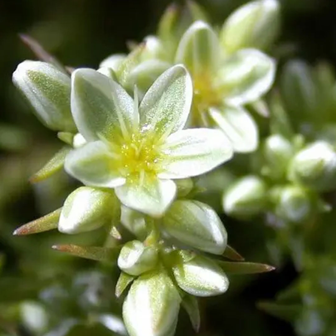 scleranthus_0000_scleranthus2-foto