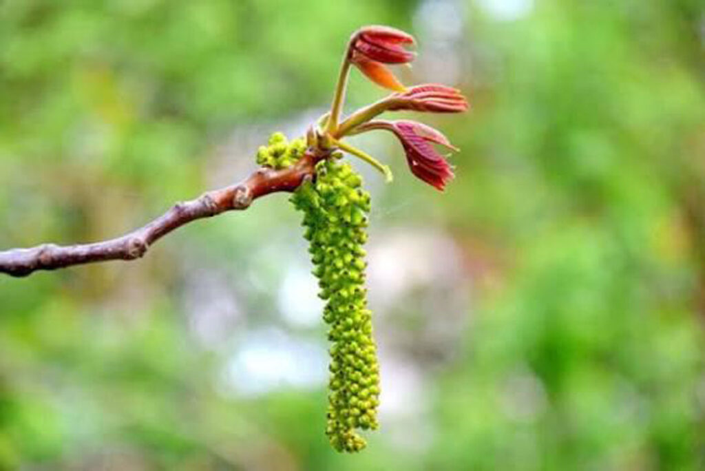 walnut fiori di bach floriterapia