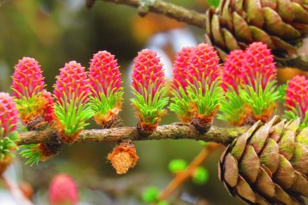 Floriterapia | Fiori di Bach - Larch | L'Eco del Benessere