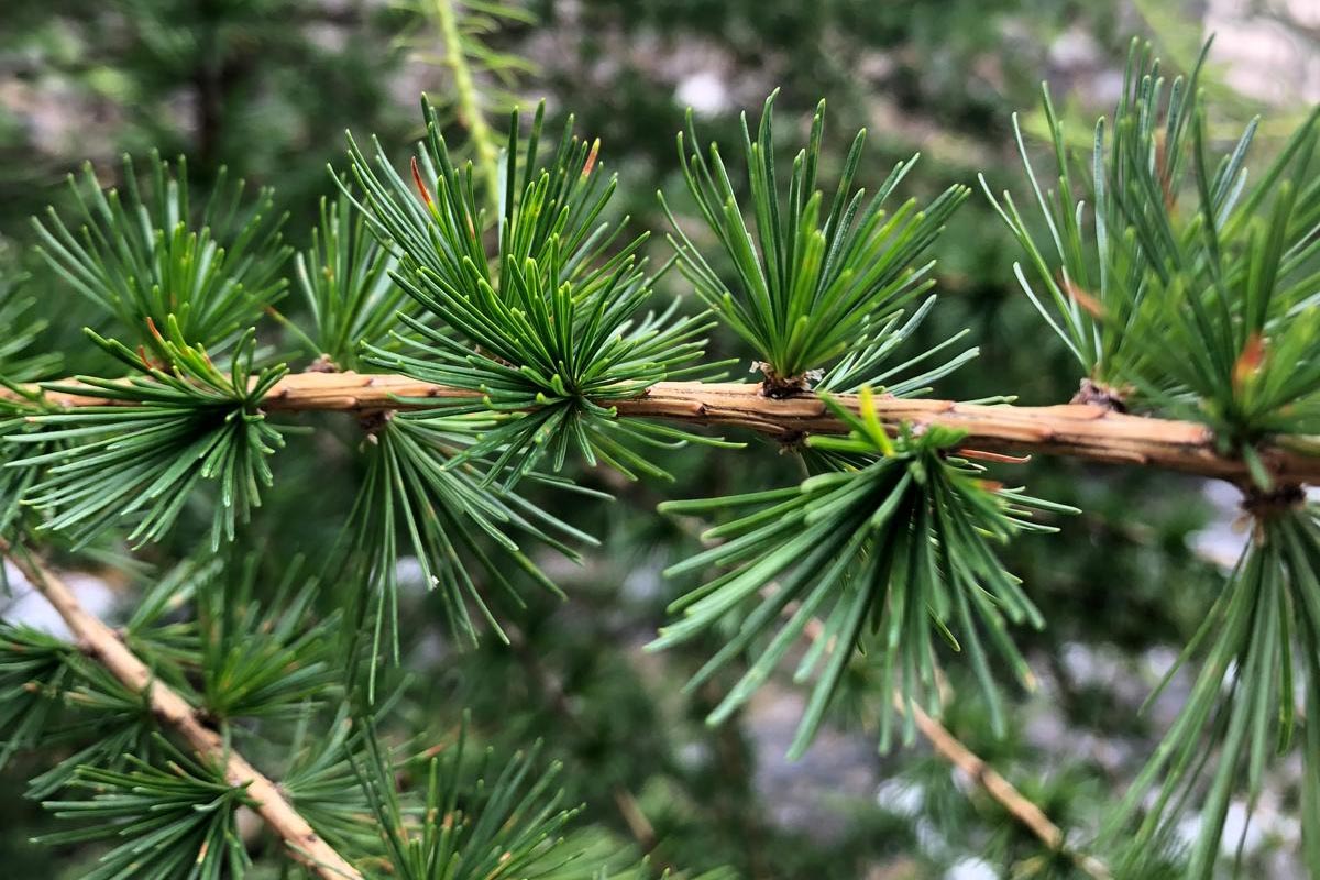 Larch Fiori di Bach
