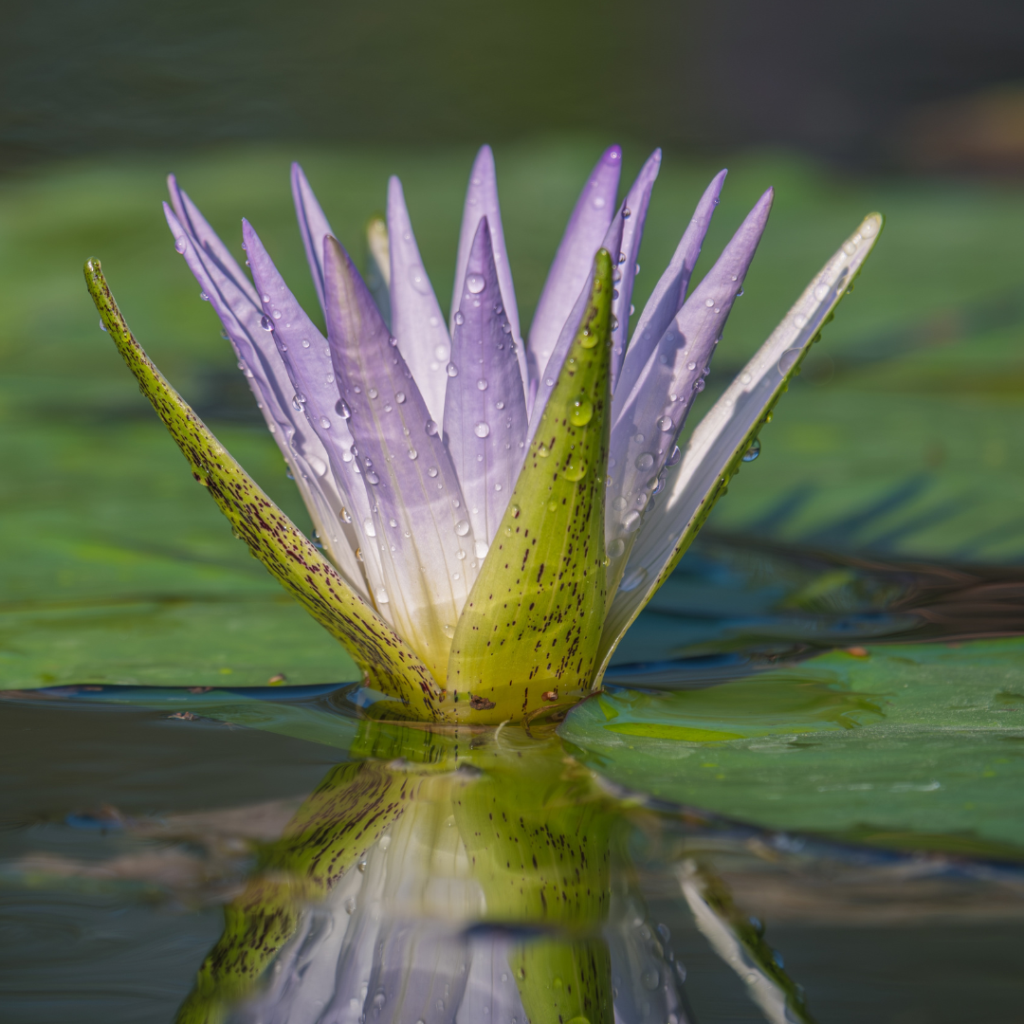 Fiore di loto viola vero nell'acqua con gocce di rugiada che rappresenta l'energia vibratoria e l'anima.