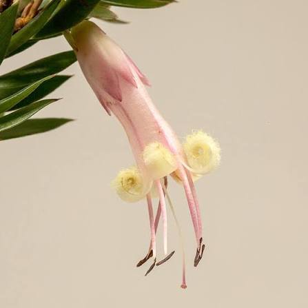 five corners fiori australiani bush flowers