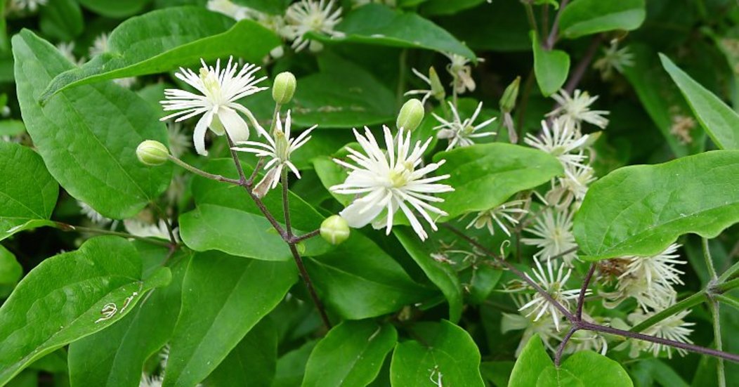 Fiori di Bach Clematis Vitalba pianta rampicante selvatica in fioritura
