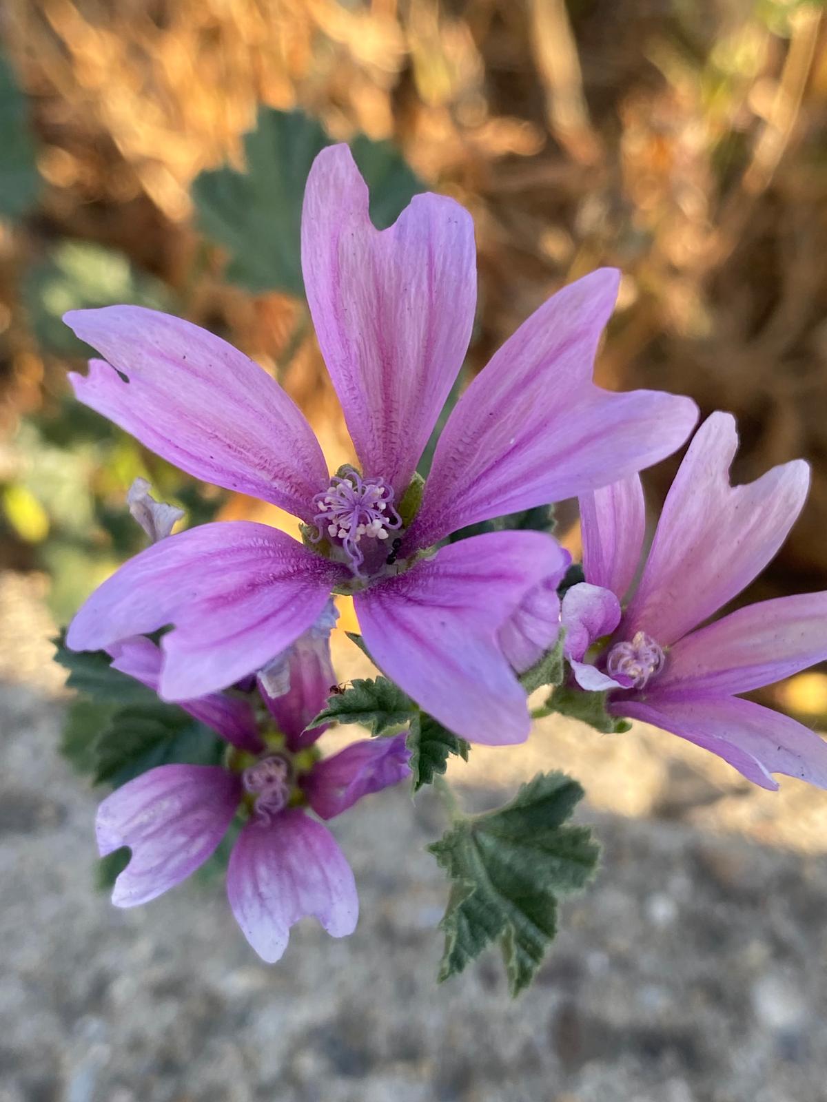 Fiori di malva selvatica proprietà emollienti e lenitive per la tosse